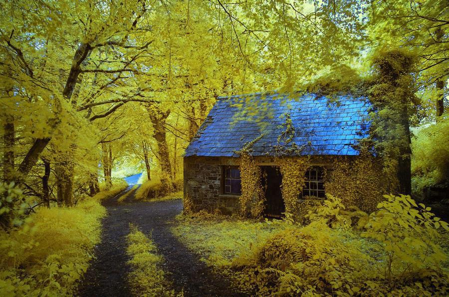 Ancient-Forest-Cottage-Stradbally-Ireland